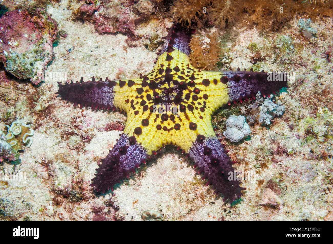 Honeycomb or Cushion starfish [Pentaceraster alveolatus].  Oreasteridae.  Malapascua Island, Philippines. Stock Photo