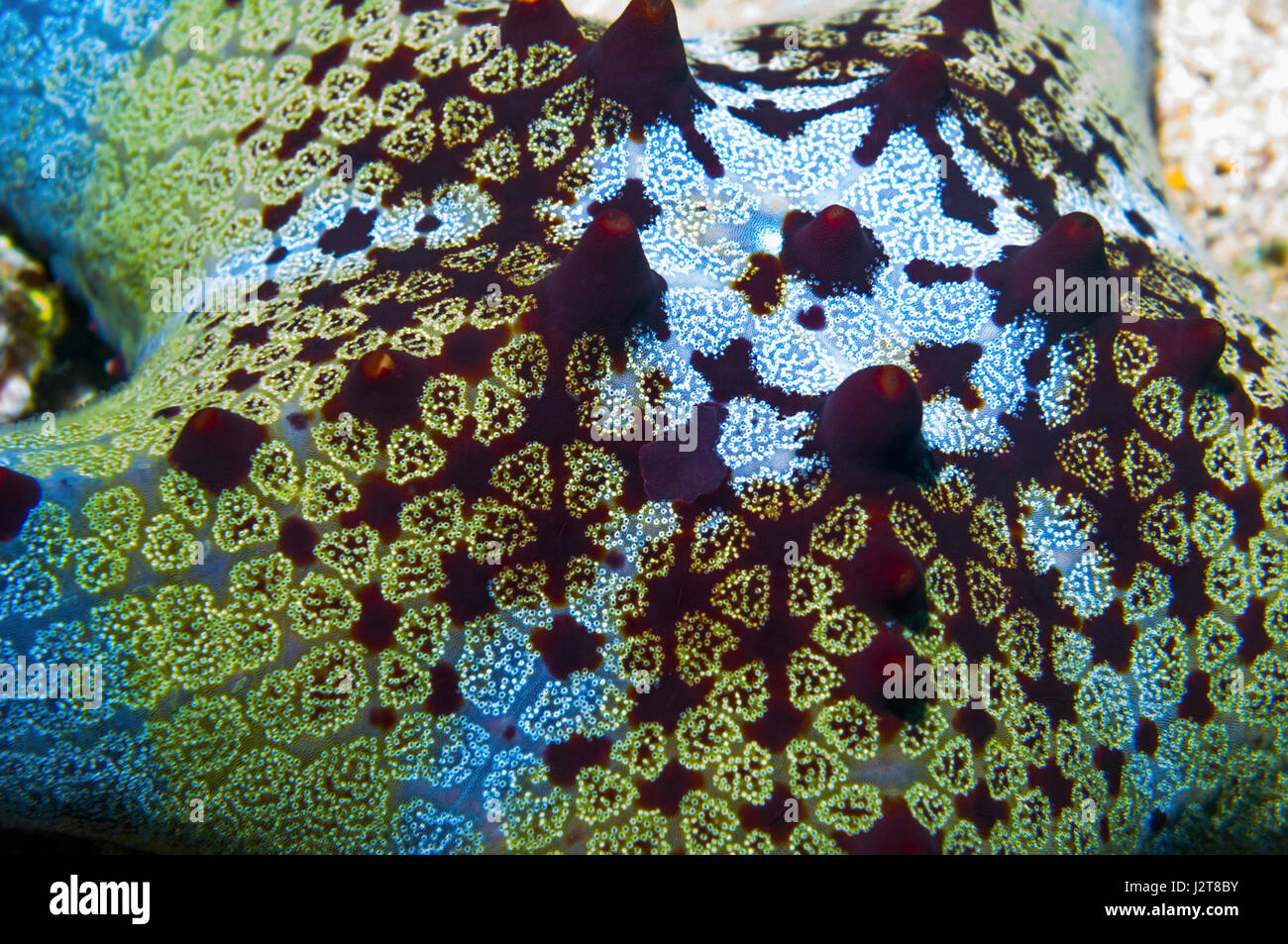 Honeycomb or Cushion starfish [Pentaceraster alveolatus].  Oreasteridae.  Malapascua Island, Philippines. Stock Photo