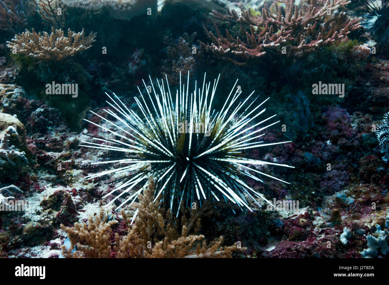 Calamari urchin [Echinothrix calamaris].  Cebu, Malapascua Island, Philippines. Stock Photo