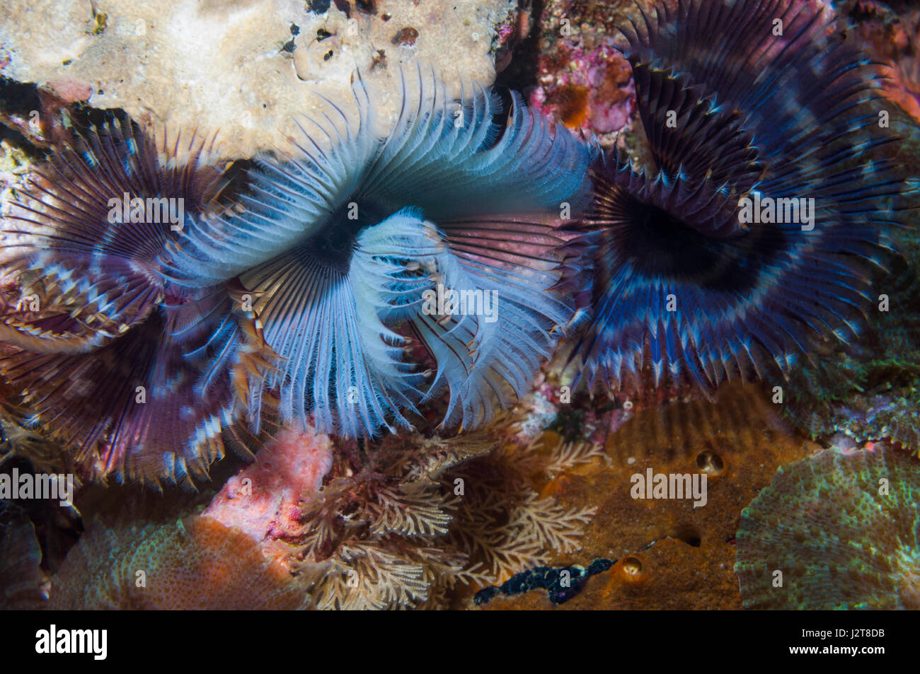 Featherduster worm.  Cebu, Malapascua Island, Philippines. Stock Photo