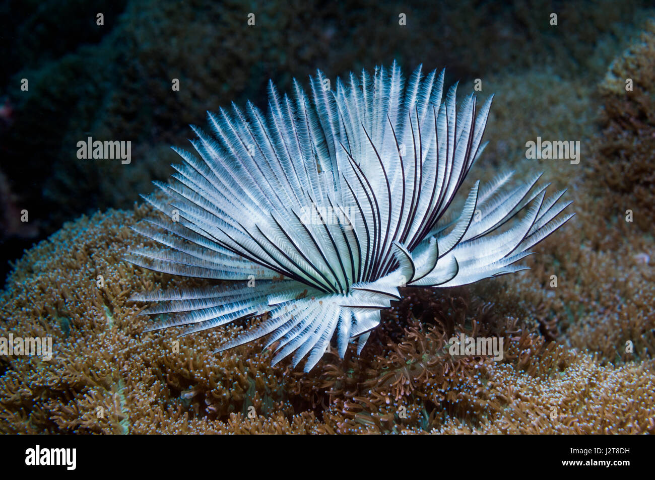 Feather Duster Worm High Resolution Stock Photography and Images Alamy