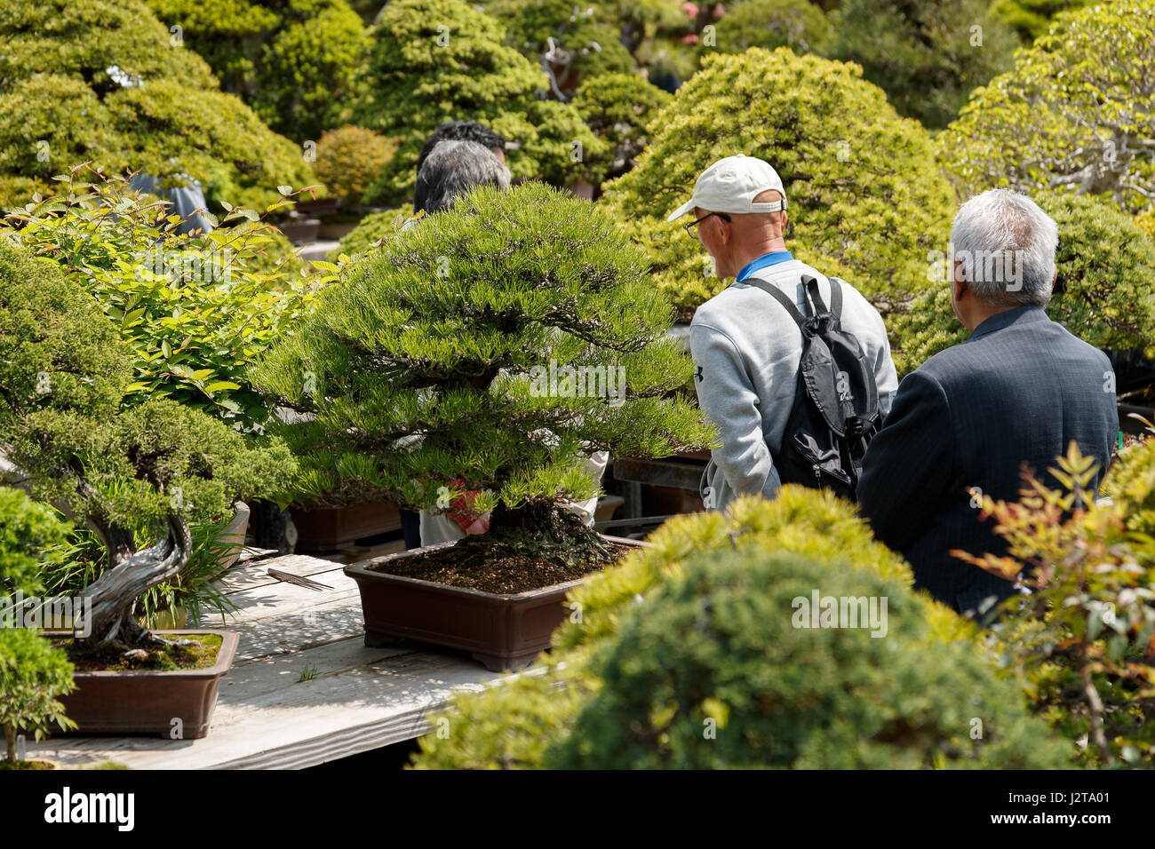 People visit the Mansei-en, the oldest garden in Omiya Bonsai Village,  opened in 1925, in Saitama on April 28, 2017 in Japan. The 8th World Bonsai  Convention runs for three days until