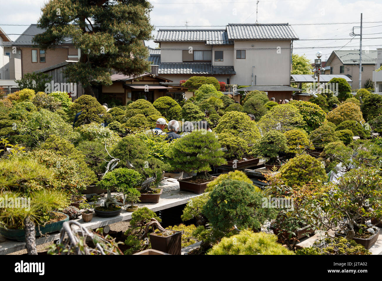 Bonsai mansei en hires stock photography and images Alamy