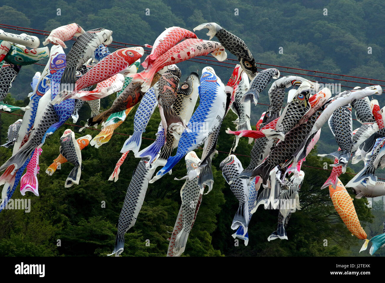 Sagamihara, Japan. 1st May, 2017. Some 1,200 colourful carp streamers