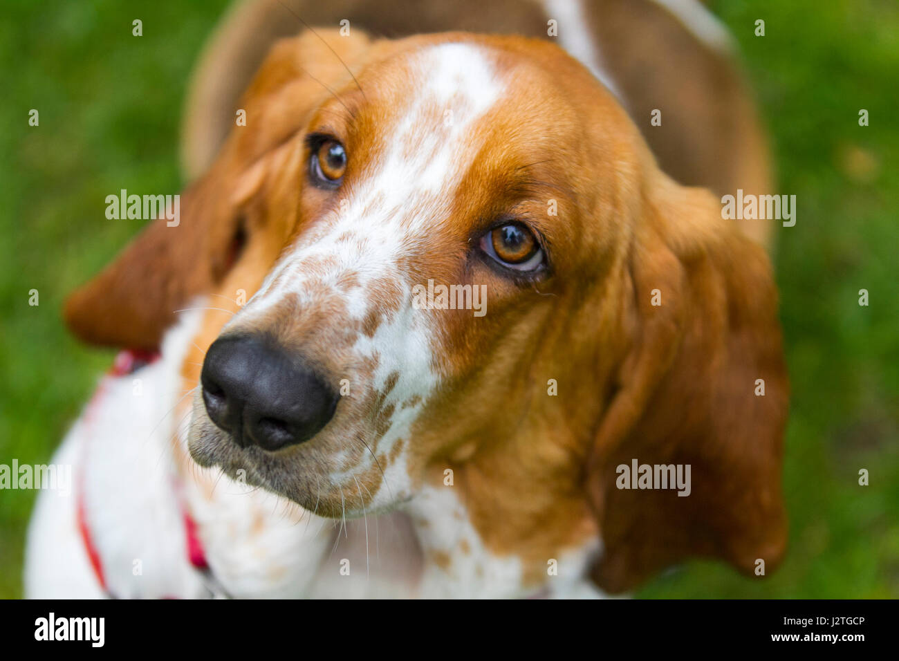 Samlesbury Hall, Preston, UK. 1st May, 2017. Minnie the Basset Hound at Samlesbury Hall's fifth Annual Fun Dog Show at Samlesbury Hall, Preston. Pooches, big and small arrived and this stately home for thr 6th annual event, claimed to be for the best fun dog show in Lancashire. Credit: MediaWorldImages/Alamy Live News Stock Photo