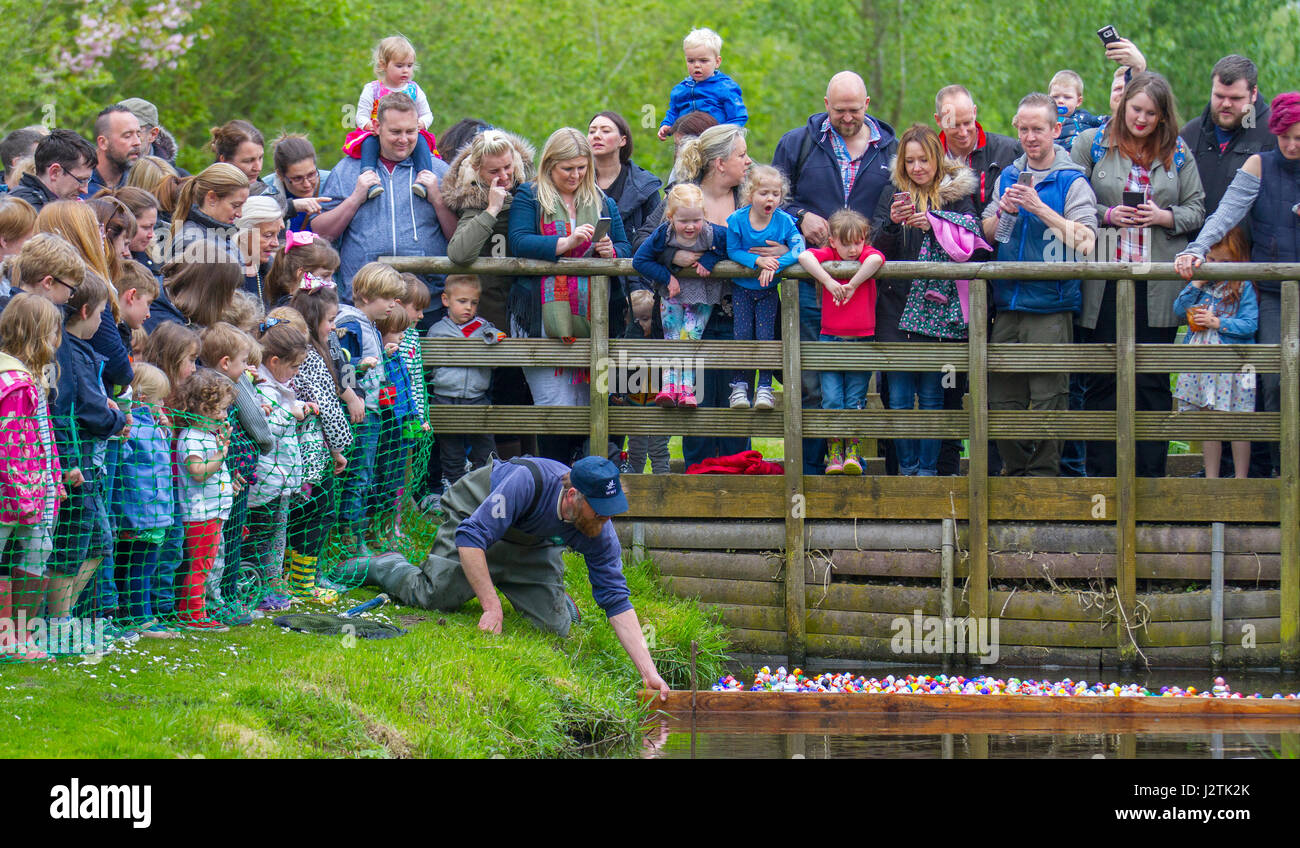 Tarlescough, Nr Southport, UK. 1st May, 2017.  Bank Holiday plastic duck race. WWT Martin Mere Wetland Centre made a splash this bank holiday weekend with the fourth annual plastic duck race on MayDay. Children, and Mums & Dads, came in droves to paint a plastic duck to enter into the popular duck race over the bank holiday.  There were 200 ducks taking part in the race, a variety of colours and designs with the crowds going quackers as the sluice gate was opened to start the race. Credit: MediaWorldImages/Alamy Live News Stock Photo