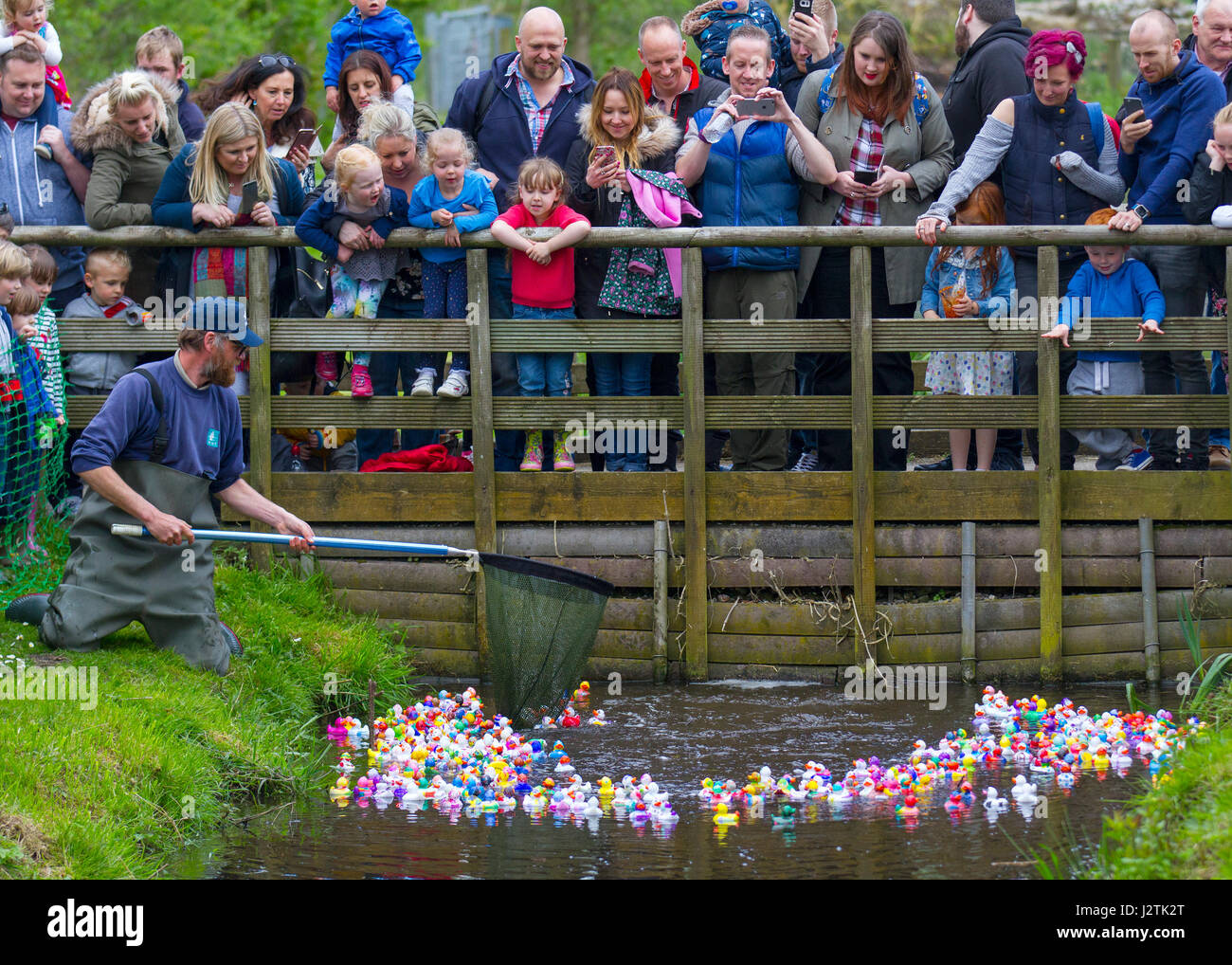 Tarlescough, Nr Southport, UK. 1st May, 2017.  Bank Holiday plastic duck race. WWT Martin Mere Wetland Centre made a splash this bank holiday weekend with the fourth annual plastic duck race on MayDay. Children, and Mums & Dads, came in droves to paint a plastic duck to enter into the popular duck race over the bank holiday.  There were 200 ducks taking part in the race, a variety of colours and designs with the crowds going quackers as the sluice gate was opened to start the race. Credit: MediaWorldImages/Alamy Live News Stock Photo