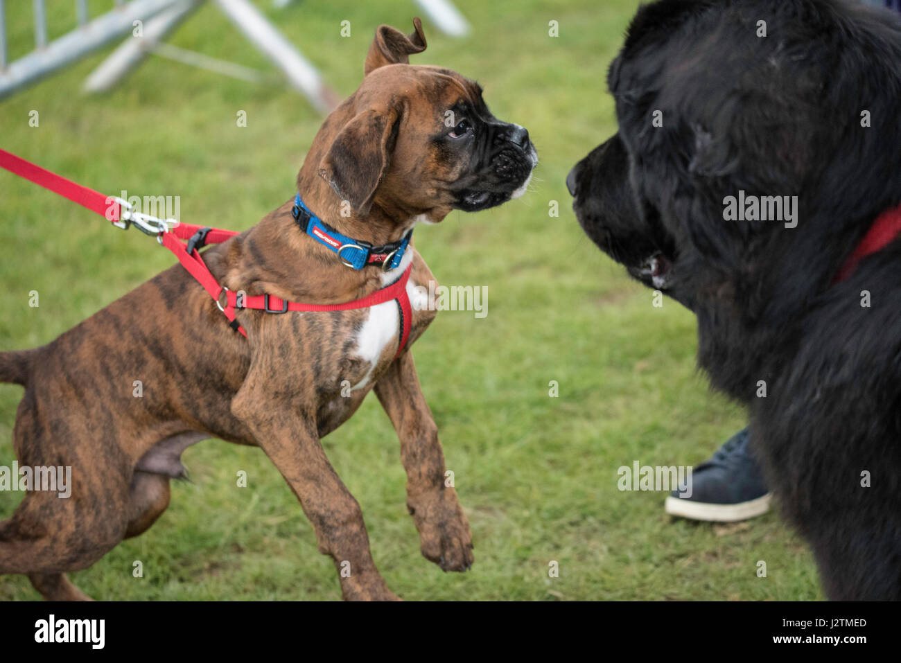 Brentwood, Essex, 1st May 2017.  Dogs  at the Robin Hood Country show, Brentwood, Esse Credit: Ian Davidson/Alamy Live News Stock Photo