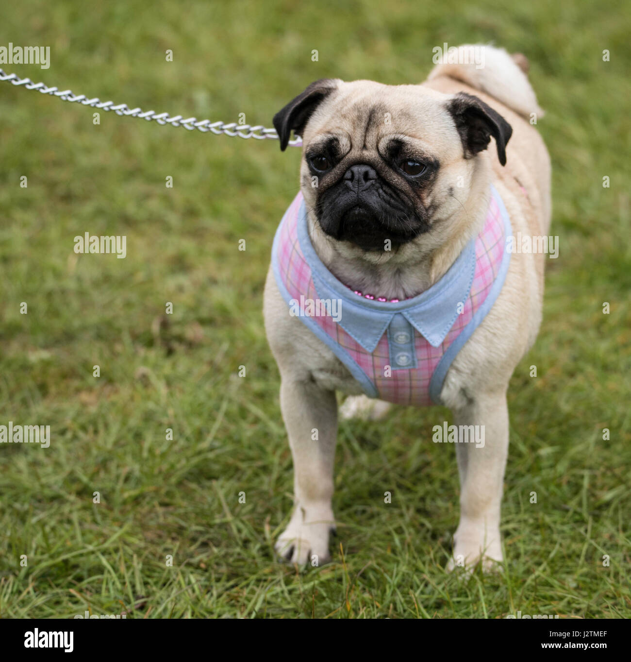 Brentwood, Essex, 1st May 2017 Dog  at the Robin Hood Country show, Brentwood, Essex Stock Photo
