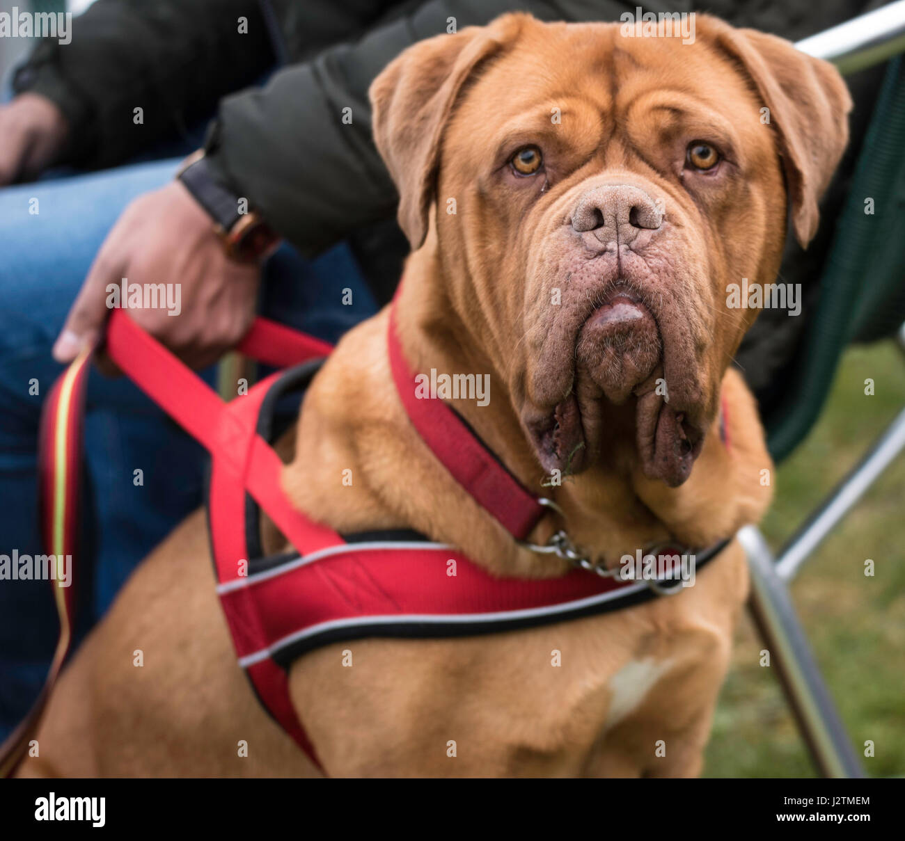 Brentwood, Essex, 1st May 2017.  F2  Dog  at the Robin Hood Country show, Brentwood, Esse Credit: Ian Davidson/Alamy Live News Stock Photo