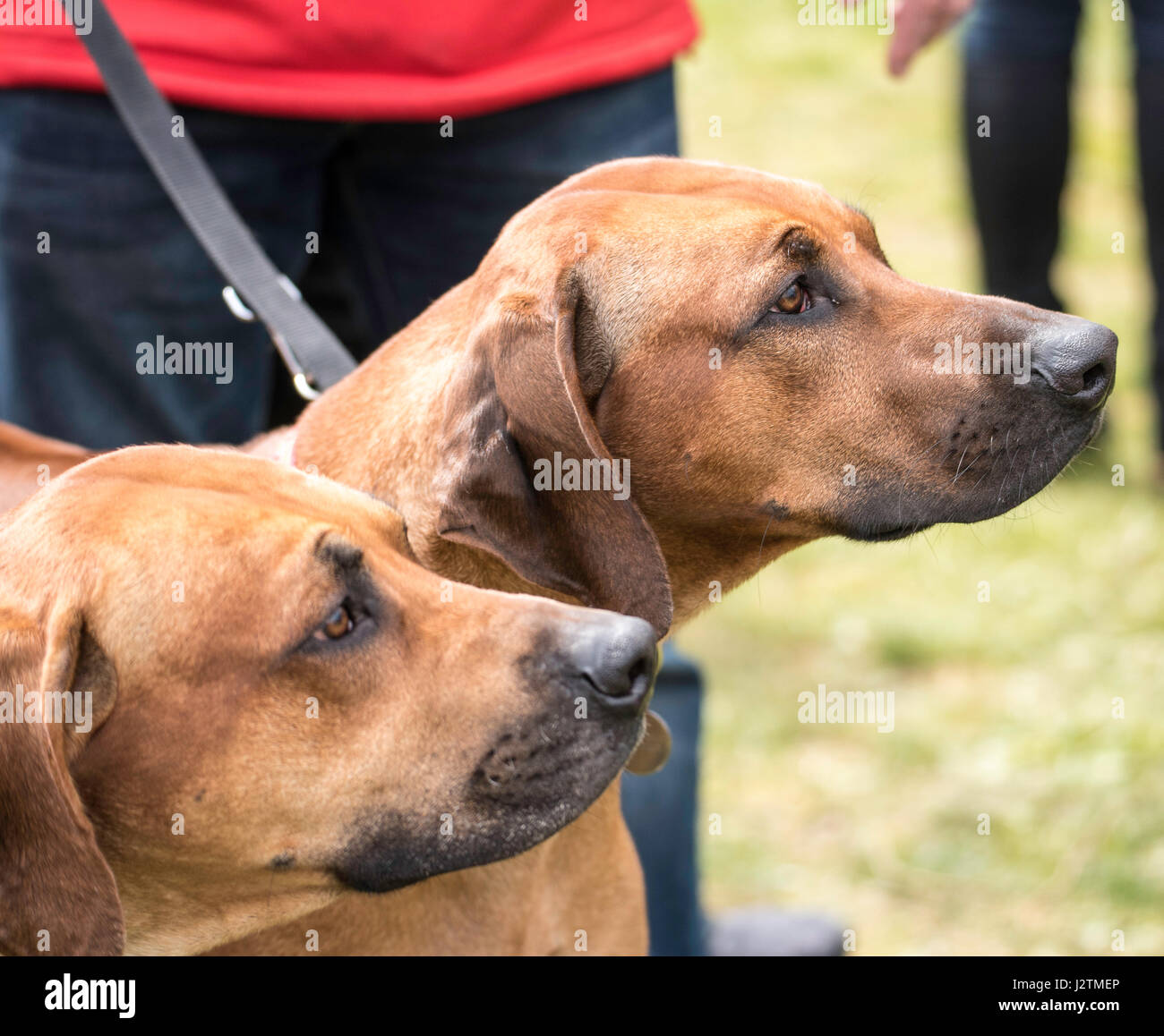 Brentwood, Essex, 1st May 2017.  F2  Dogs  at the Robin Hood Country show, Brentwood, Esse Credit: Ian Davidson/Alamy Live News Stock Photo