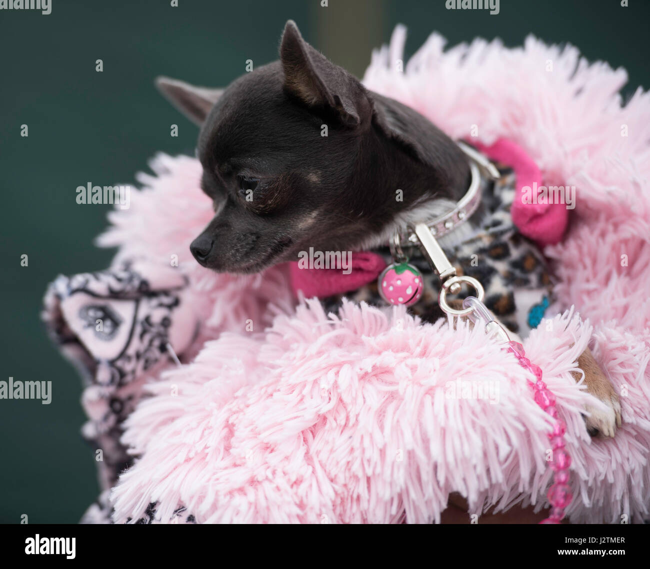 Brentwood, Essex, 1st May 2017.  F2 decorated Dog  at the Robin Hood Country show, Brentwood, Esse Credit: Ian Davidson/Alamy Live News Stock Photo