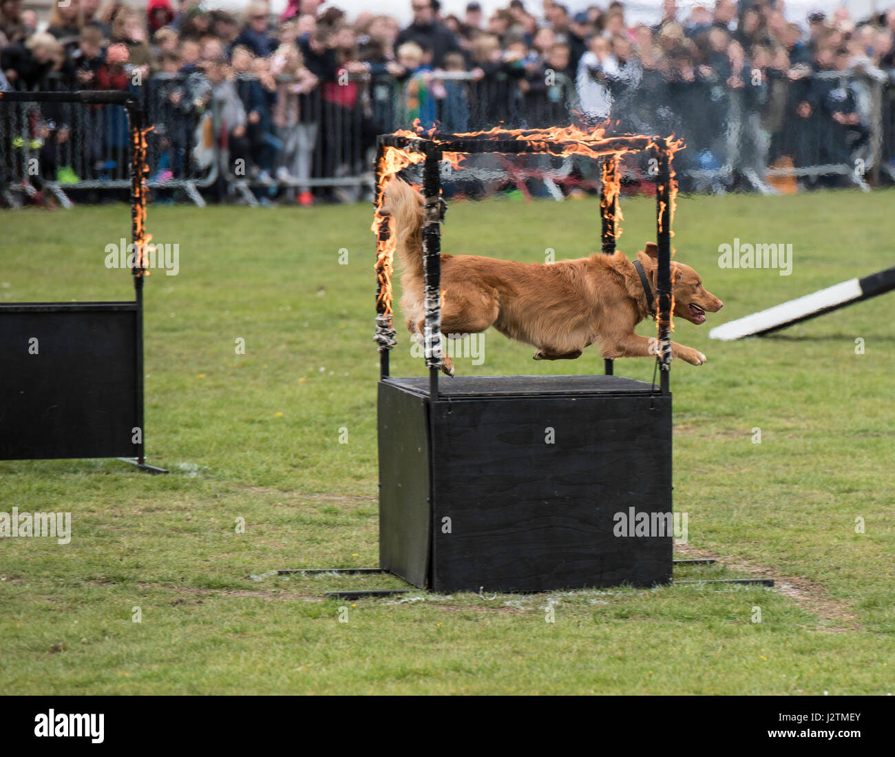 Brentwood, Essex, 1st May 2017.  F2 Dog agility with the Conquest K9 Display Team at the Robin Hood Country show, Brentwood, Esse Credit: Ian Davidson/Alamy Live News Stock Photo