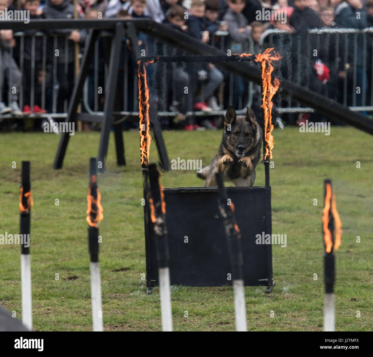 Brentwood, Essex, 1st May 2017.  F2 Dog agility with the Conquest K9 Display Team at the Robin Hood Country show, Brentwood, Esse Credit: Ian Davidson/Alamy Live News Stock Photo