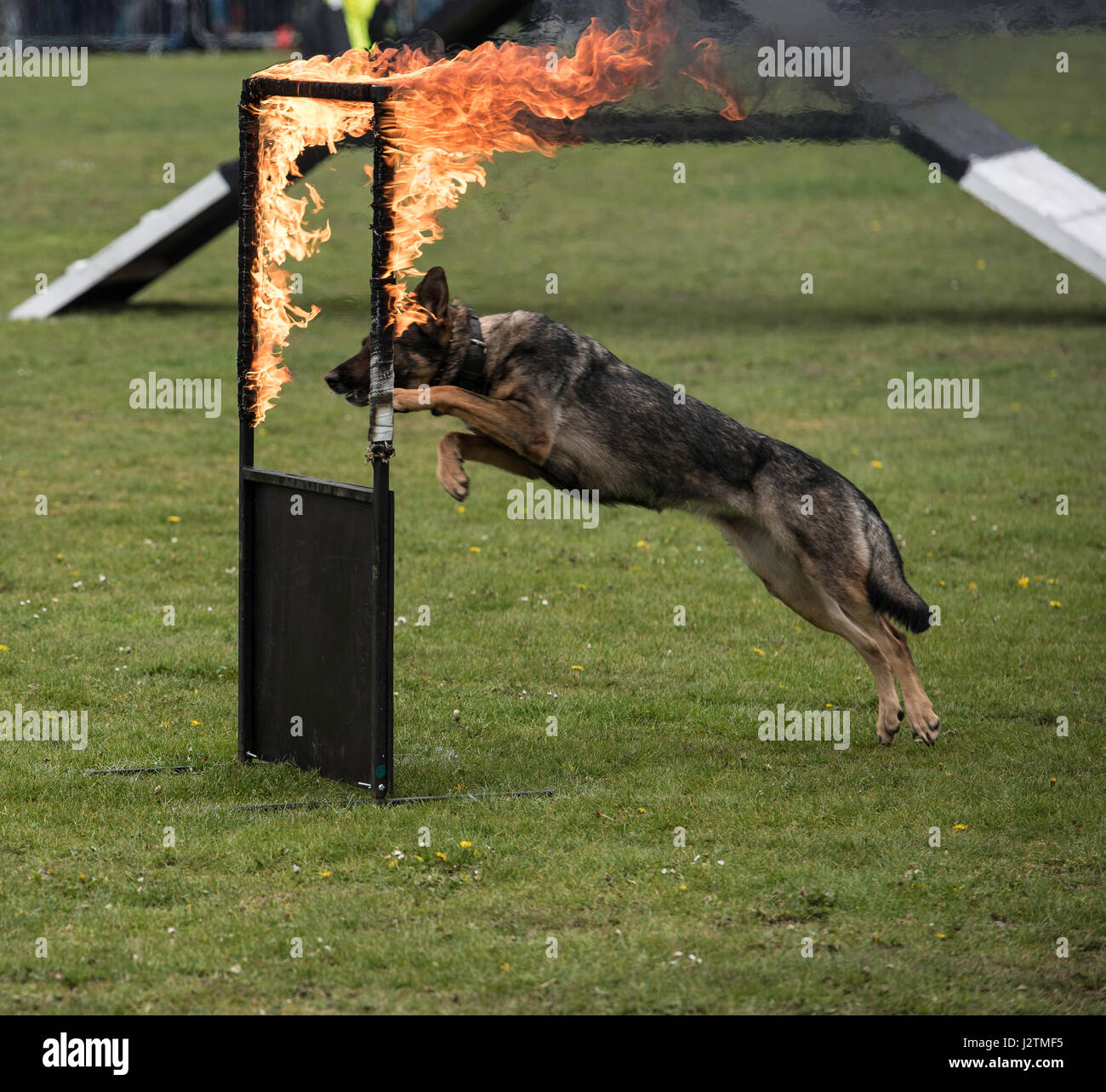Conquest k9 display team hires stock photography and images Alamy