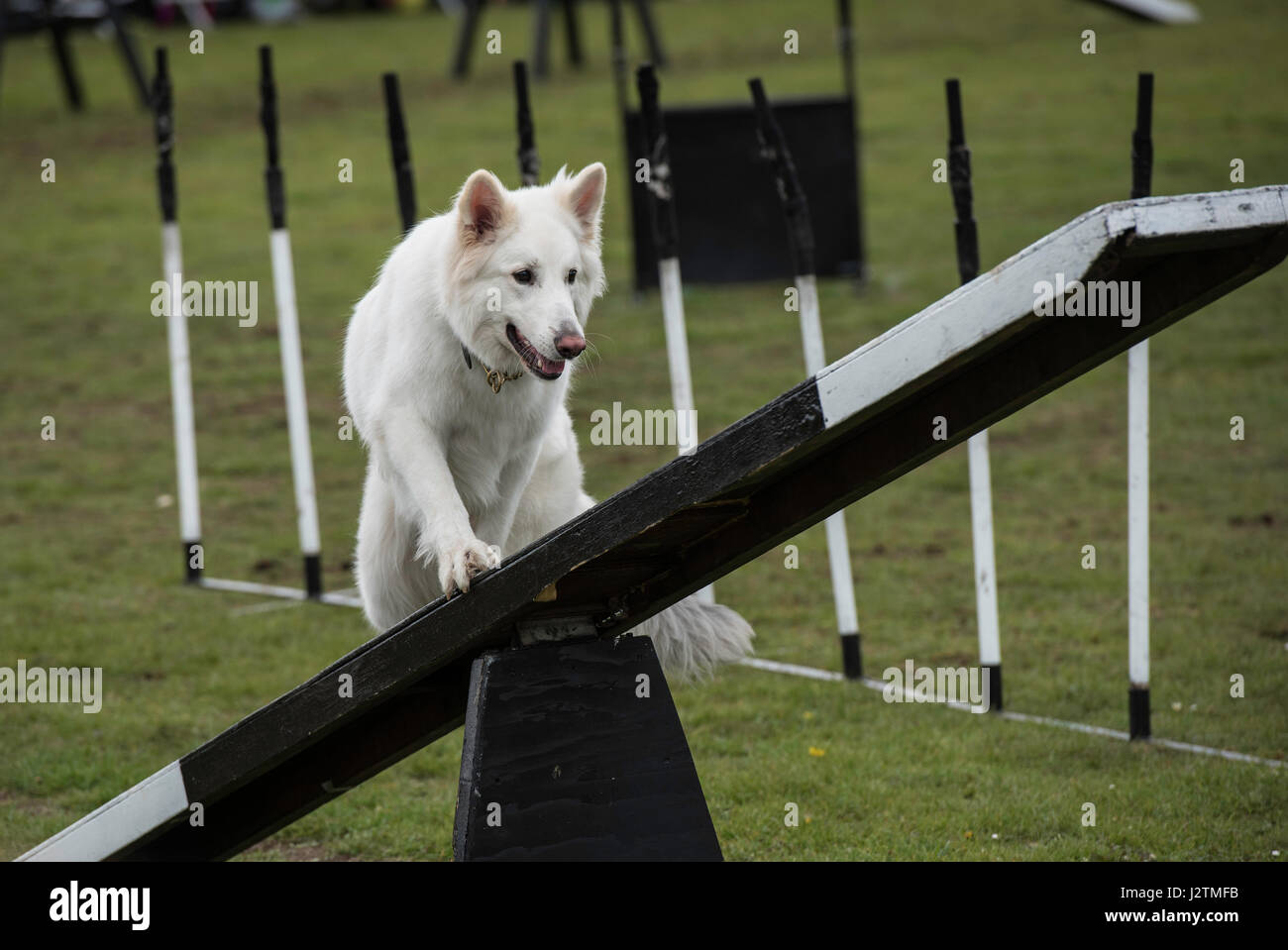Brentwood, Essex, 1st May 2017. Dog agility with the Conquest K9