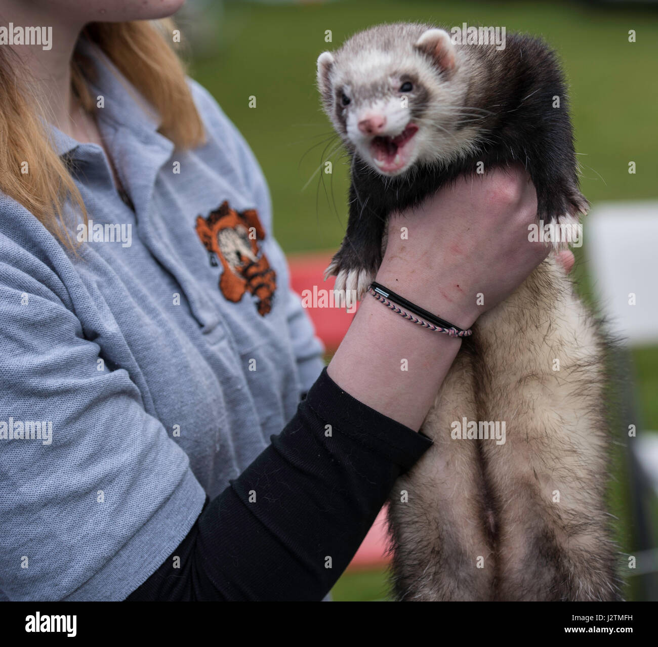 Brentwood, Essex, 1st May 2017.  ferretat the Robin Hood Country show, Brentwood, Essex Credit: Ian Davidson/Alamy Live News Stock Photo