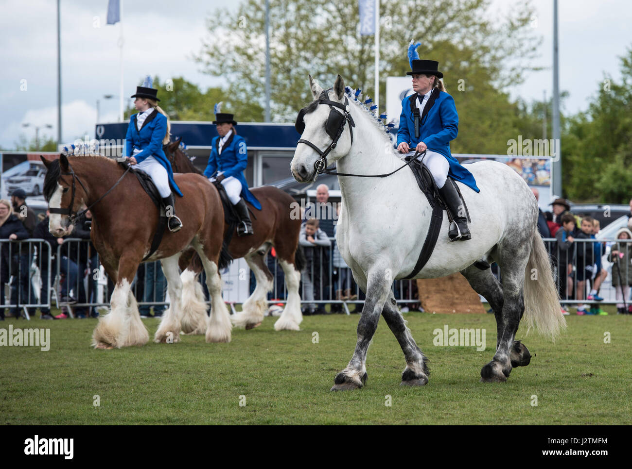 Brentwood, Essex, 1st May 2017.  Heavy horse display team at the Robin Hood Country show, Brentwood, Essex Credit: Ian Davidson/Alamy Live News Stock Photo