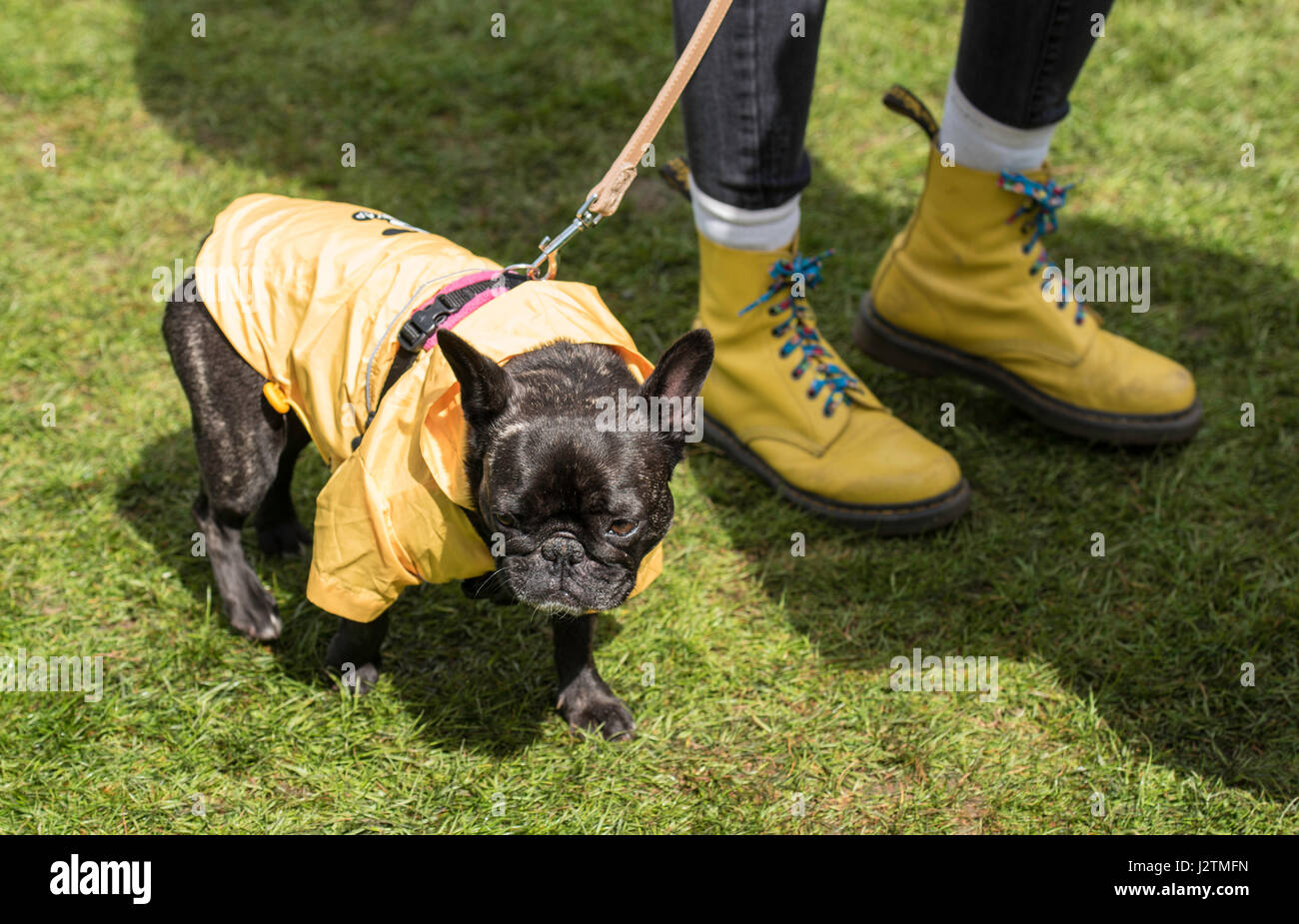 Brentwood, Essex, 1st May 2017.  Dog and owner with matching coat and boots at the Robin Hood Country show, Brentwood, Essex Credit: Ian Davidson/Alamy Live News Stock Photo