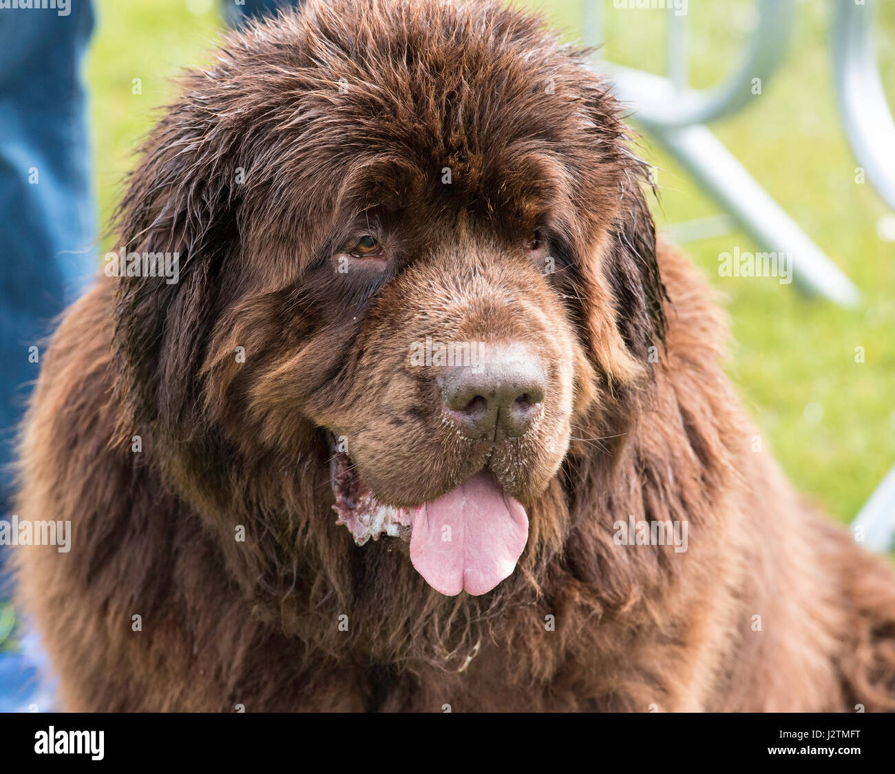 Brentwood, Essex, 1st May 2017. A dog at the Robin Hood Country show, Brentwood, Essex Credit: Ian Davidson/Alamy Live News Stock Photo