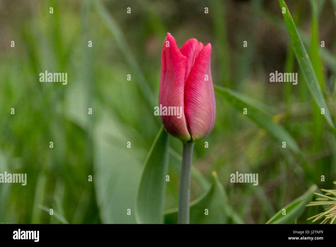 Red tulip on the center of the frame. Tulip on a background of green grass. Stock Photo