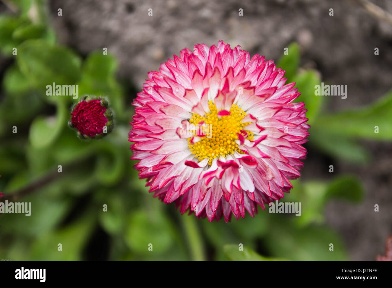Strawflower. Field flower. Pink and white flower. Stock Photo