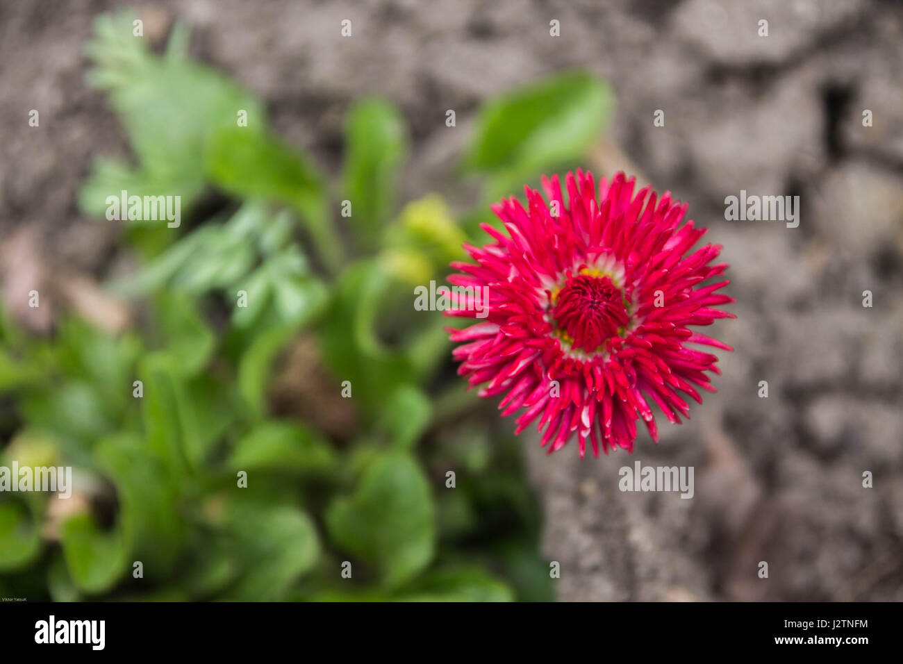 Single strawflower. Field flower. Red flower. Spring. Stock Photo