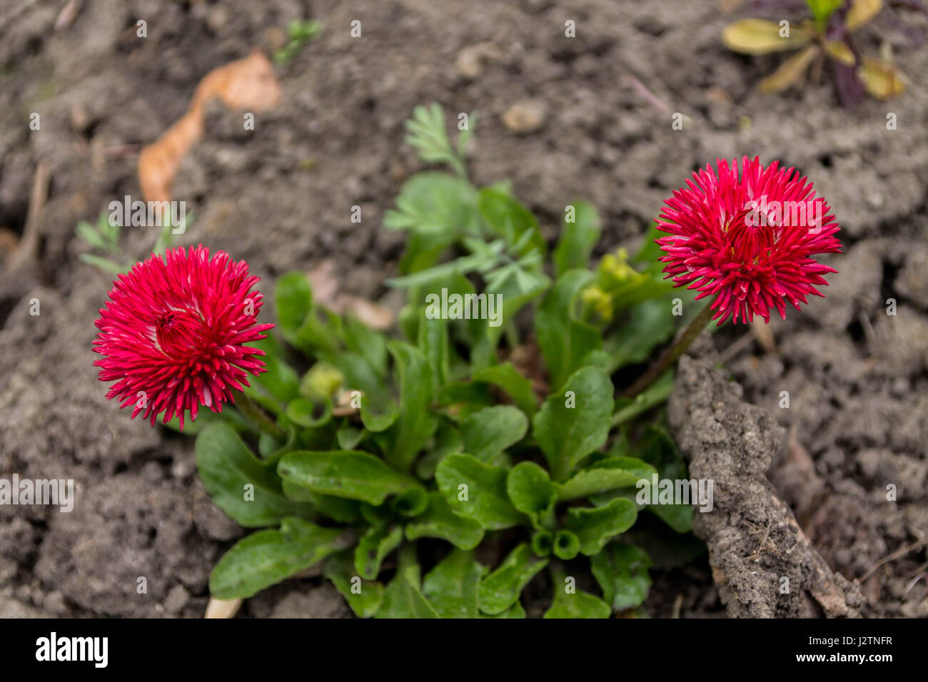 Wildflowers red. Flowers beds. Red strawflower. Single strawflower. Strawflower. Field flower. Stock Photo