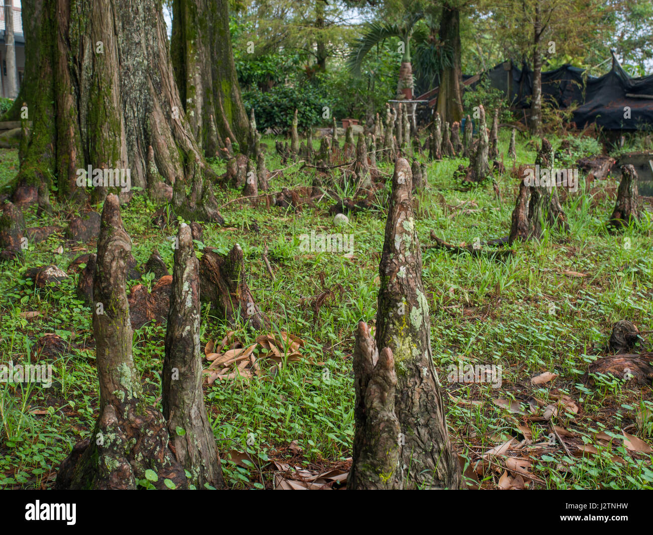 The roots of interesting trees growing out of soil Stock Photo - Alamy