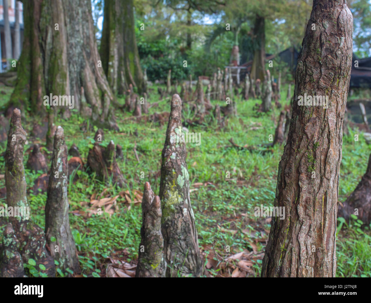 The roots of interesting trees growing out of soil Stock Photo - Alamy