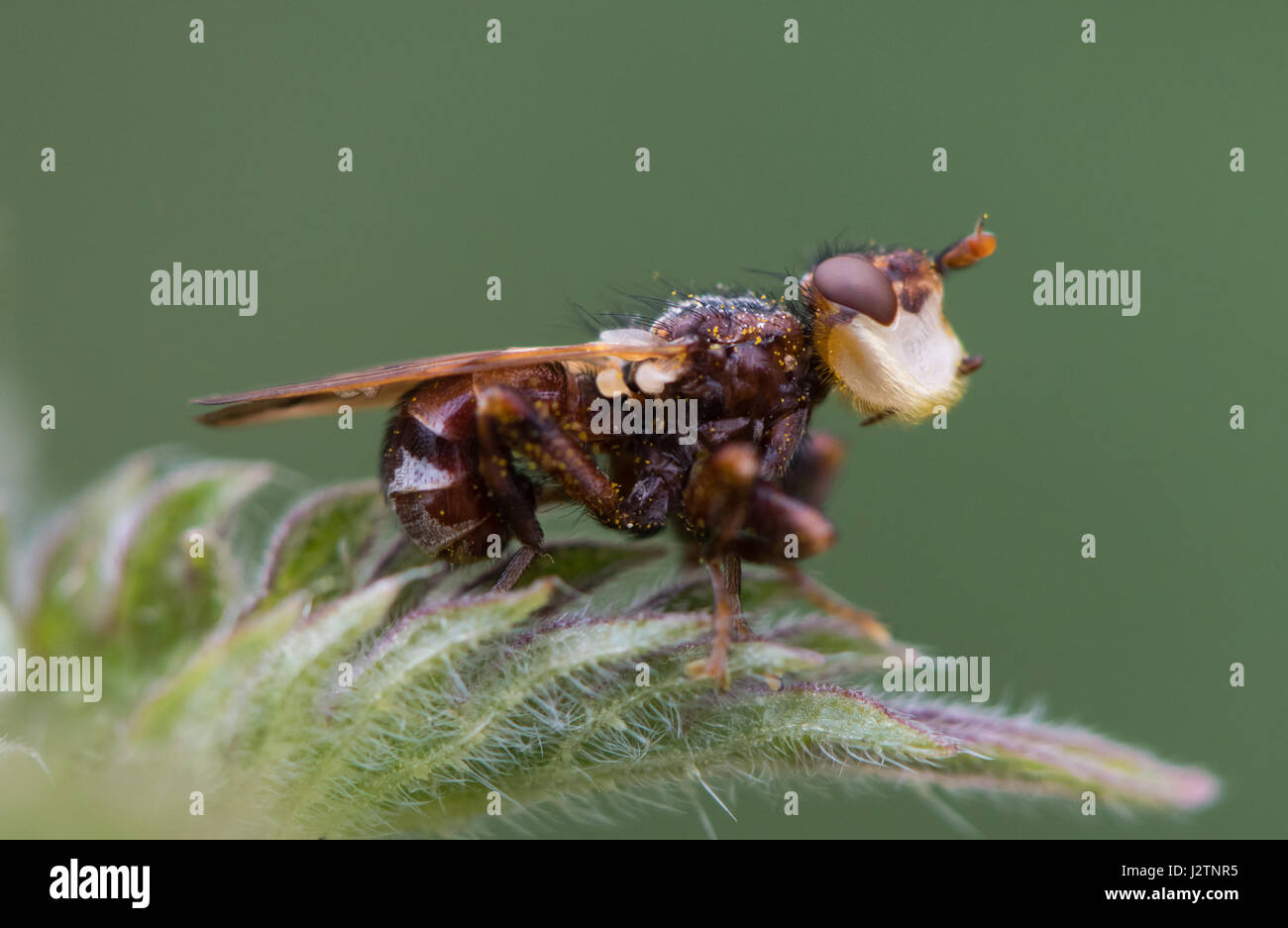 Myopa testacea conopid fly in profile. Thick-headed fly with curved abdomen and broad white frons, in the family Conopidae Stock Photo