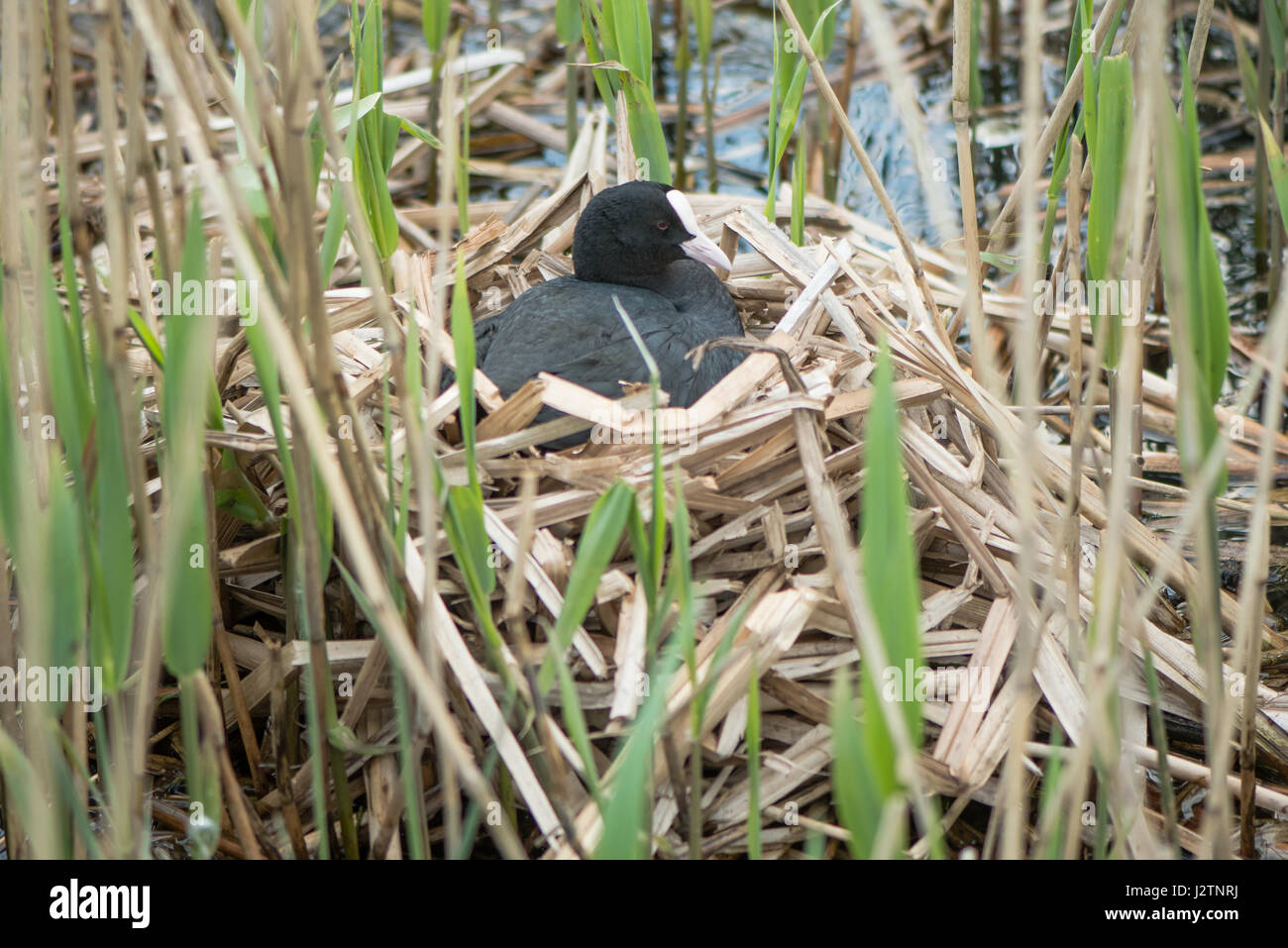 Coot (Fulica atra) on nest. Bird in the family Rallidae sitting atop nest of reeds, incubating eggs Stock Photo