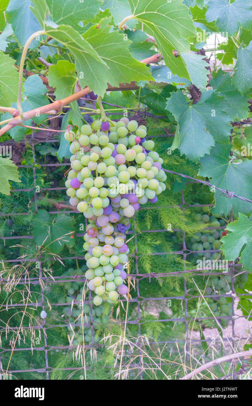 Vitis vinifera. Common grape vine. Colorful bunch of grapes. Green leaves of vine plant. Ecological agriculture. Rural industry. Foreground of fruit. Stock Photo