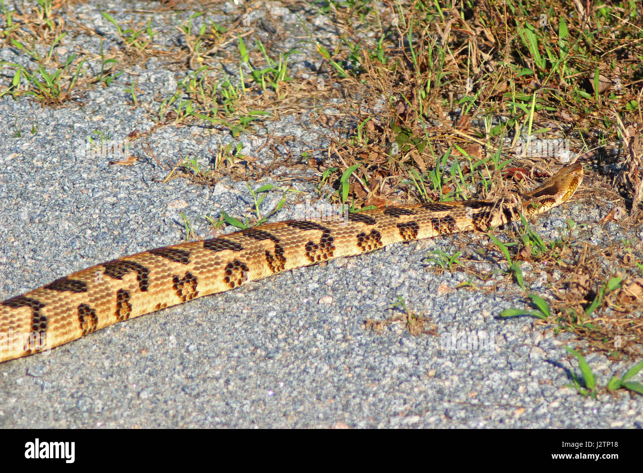 Large Snake High Resolution Stock Photography and Images - Alamy