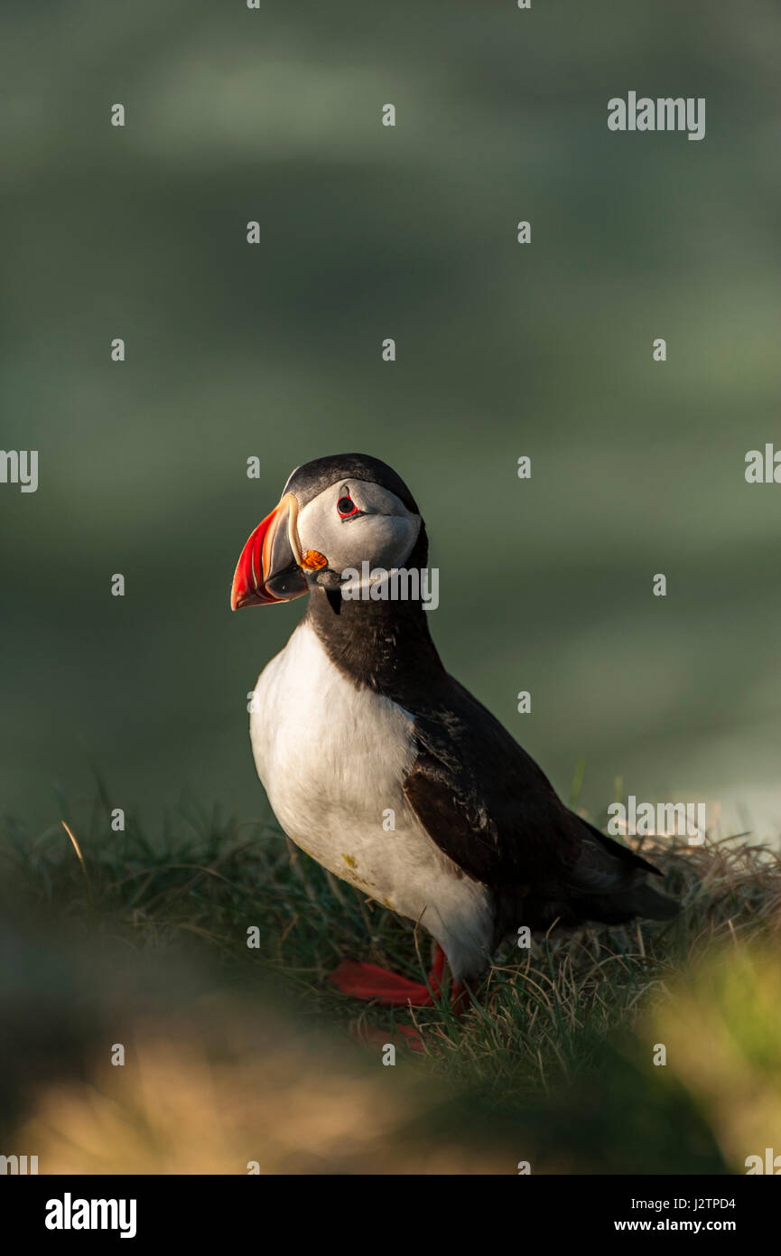 Atlantic Puffin (Fratercula arctica), one bird standing on grass looking at the camera, mating colours, Ingolfshofdi Nature Reserve, South Iceland. Stock Photo
