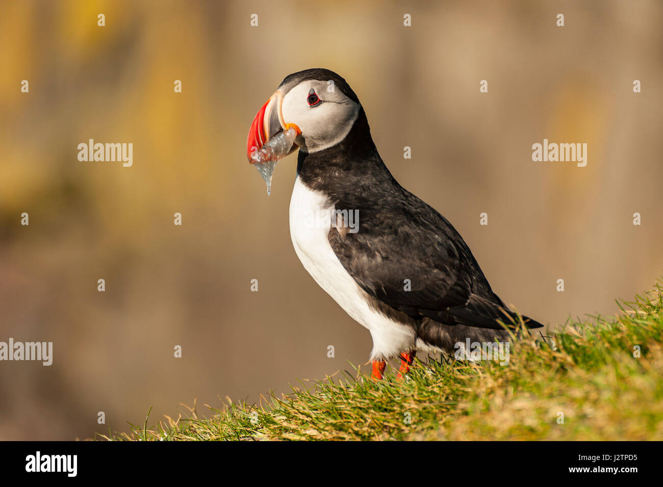 Atlantic Puffin (Fratercula arctica), one bird standing on grass with beak full of sand eels, mating colours, Ingolfshofdi Nature Reserve, Iceland. Stock Photo