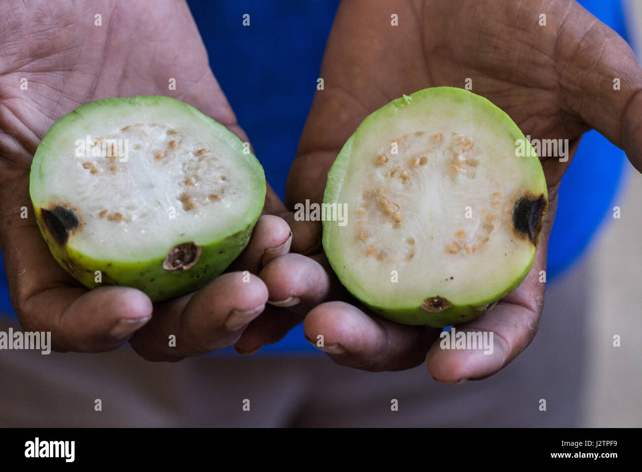 Two halves of a guava fruit Stock Photo