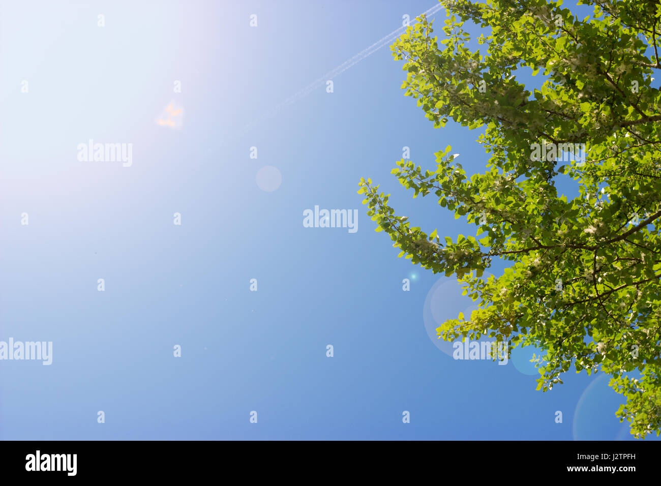 Treetop, canopy of a tree against beautiful clear blue sky Stock Photo ...