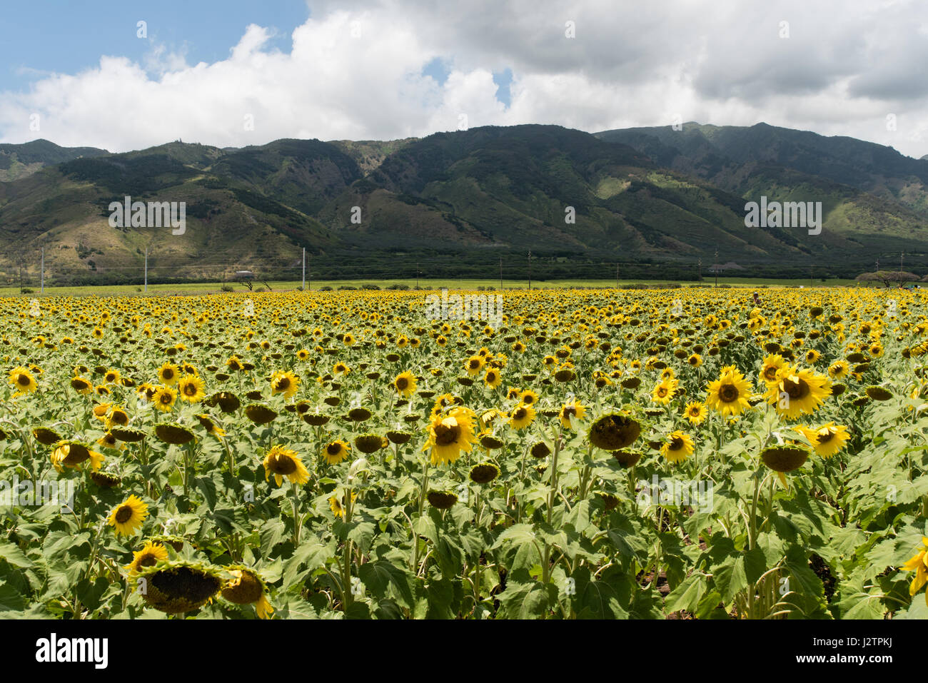 Sunflower field on Maui Stock Photo Alamy