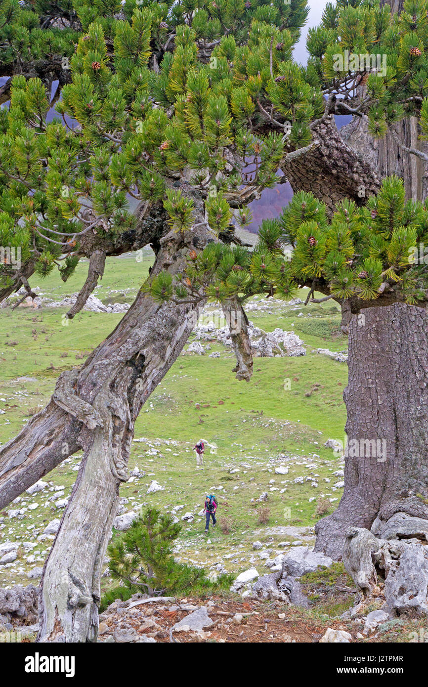Hiking past loricato pines in Pollino National Park Stock Photo