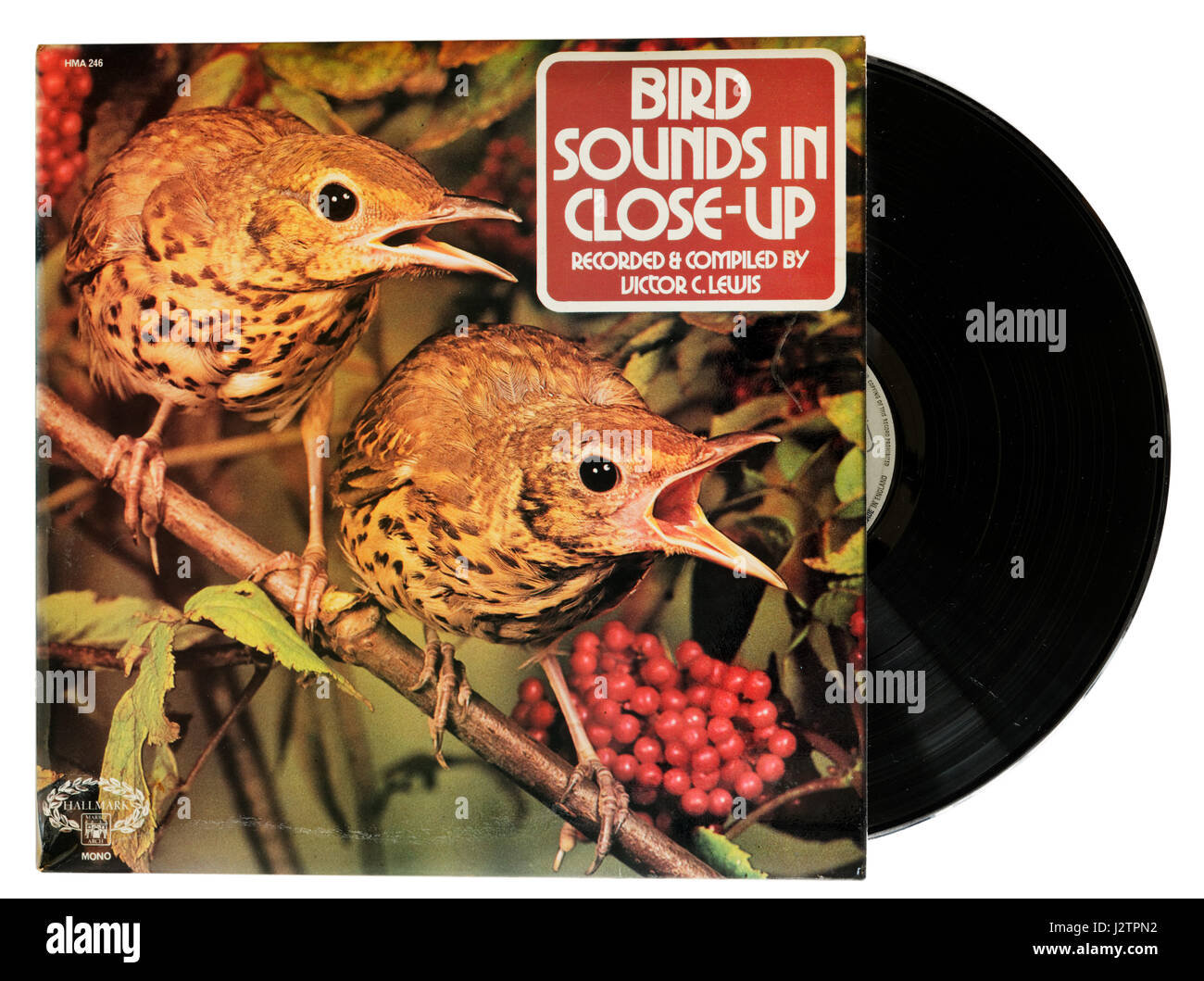 Bird Sounds in Close Up album Stock Photo