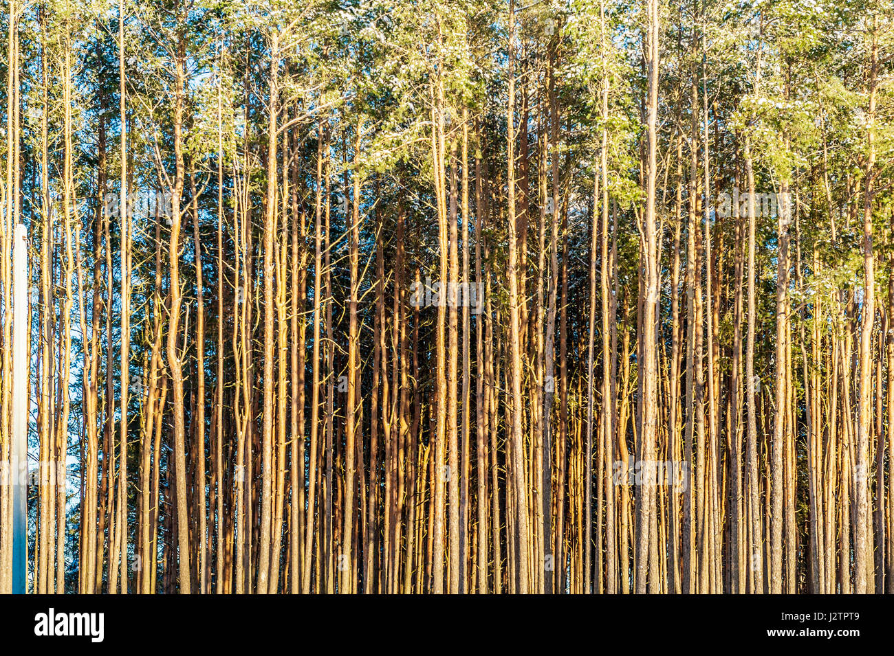 Coniferous forest background of trunks of long smooth trees Stock Photo