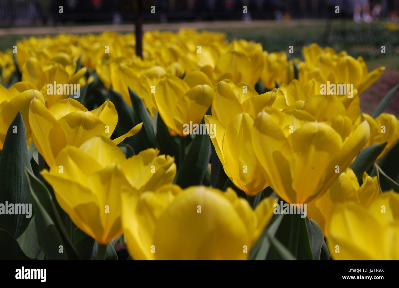 Flowering field of yellow blooming tulips blossoms Stock Photo - Alamy