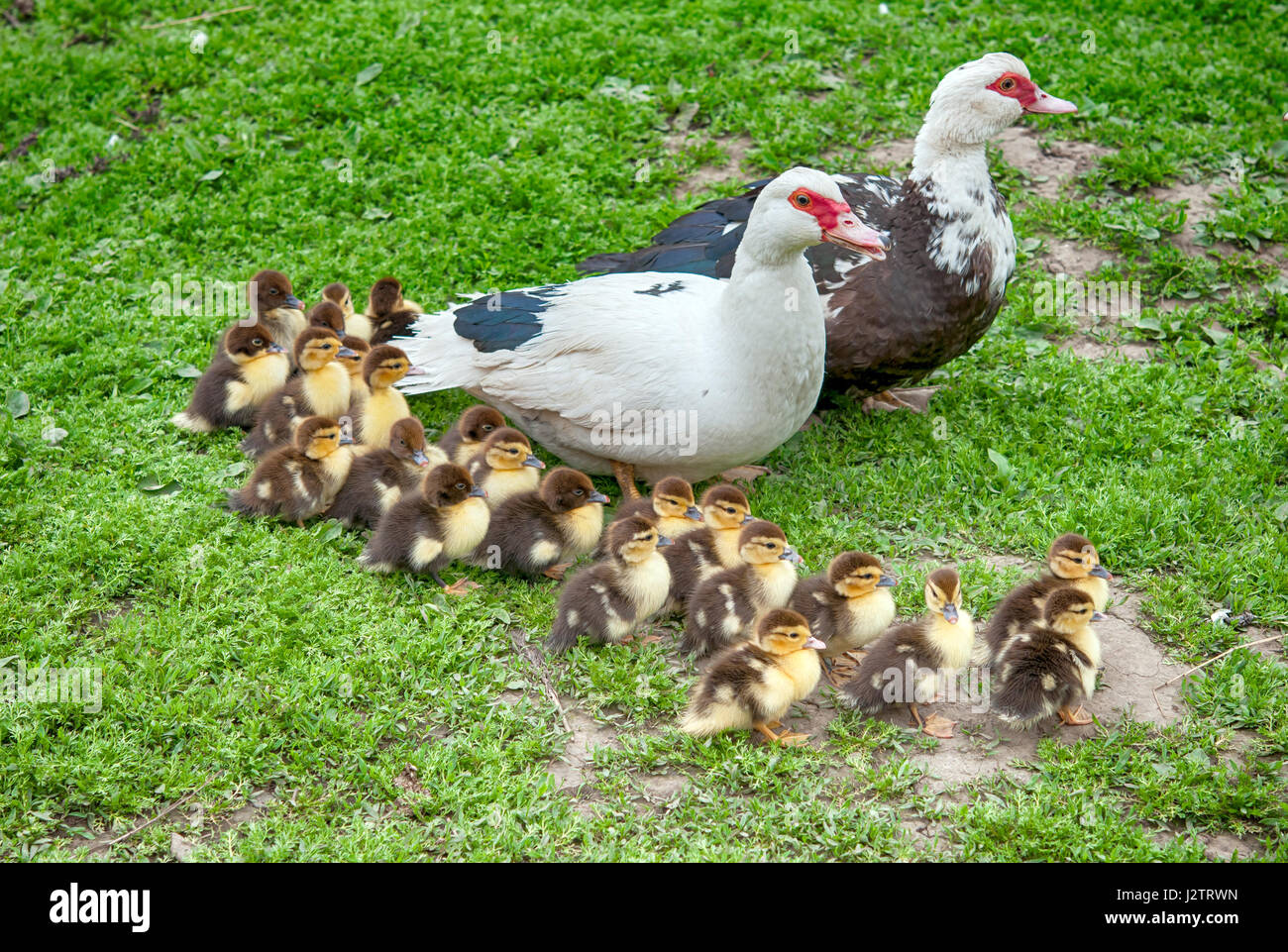 big muscovy duck with chickens Stock Photo Alamy