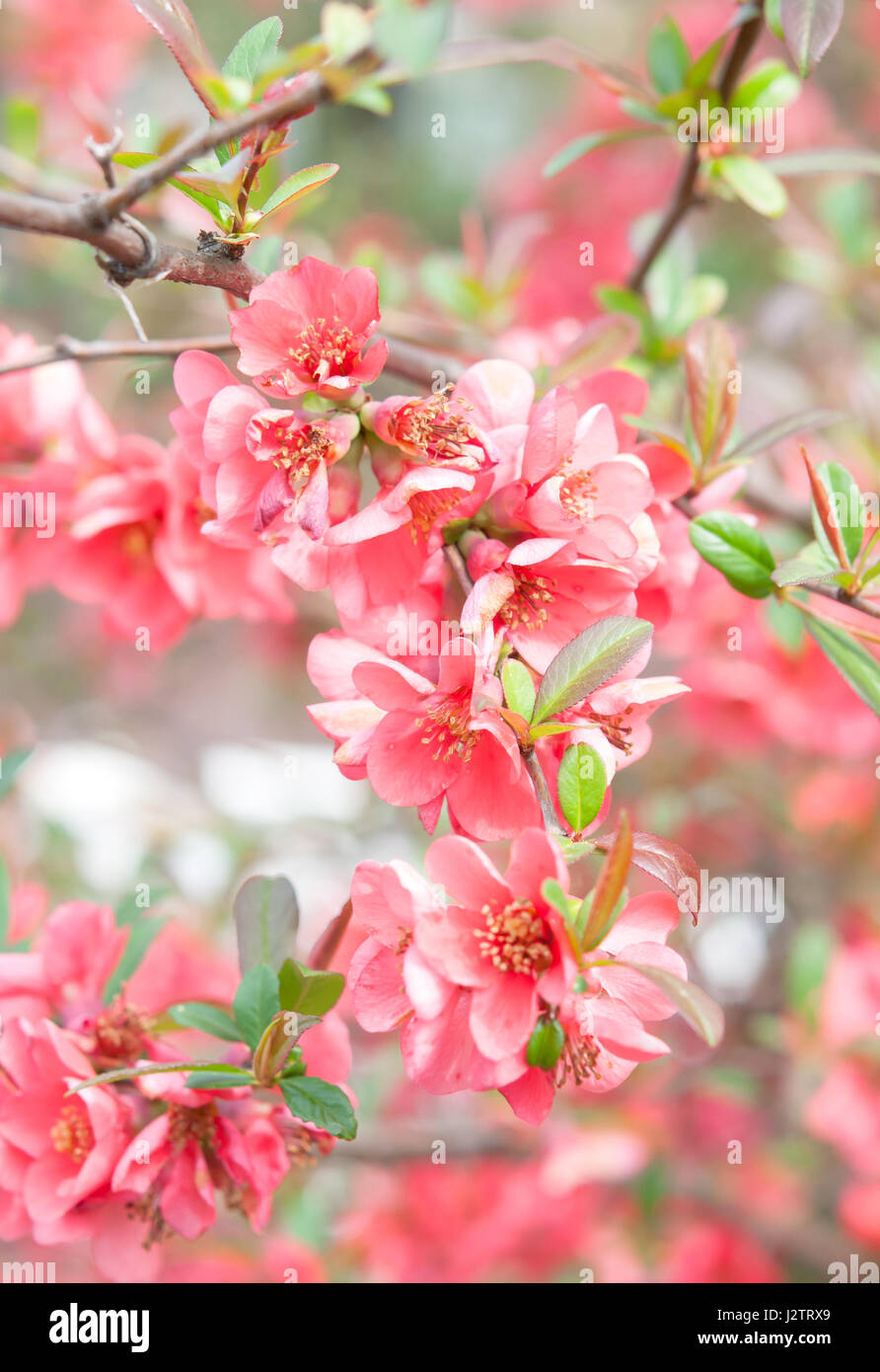 flowers on apple tree in nature Stock Photo Alamy