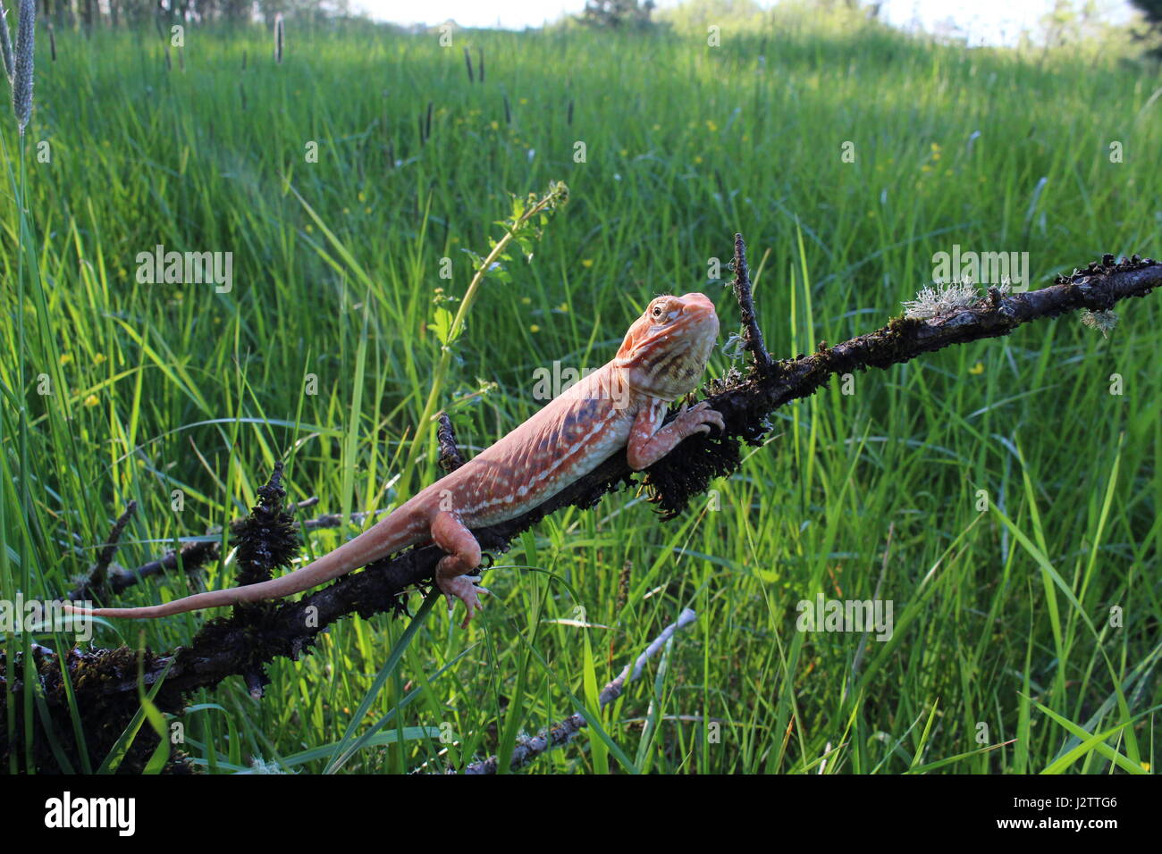 Gorge, an orange, white, and black silky silk-back bearded dragon resting in a swampy field. Stock Photo