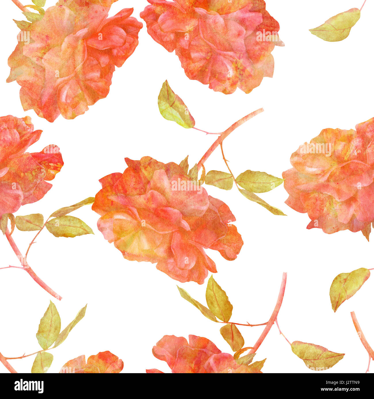 A seamless pattern with a watercolor drawing of a blooming red rose ...