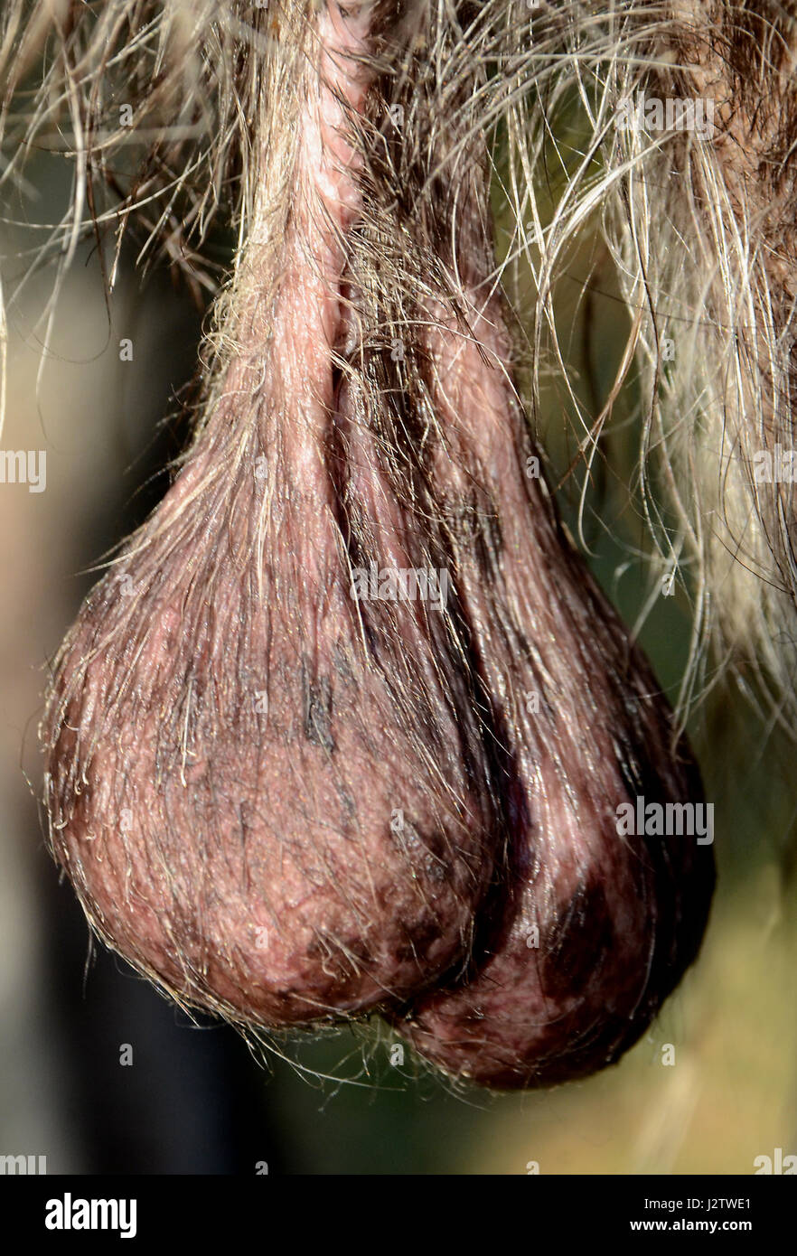 Hairy Men Balls 31