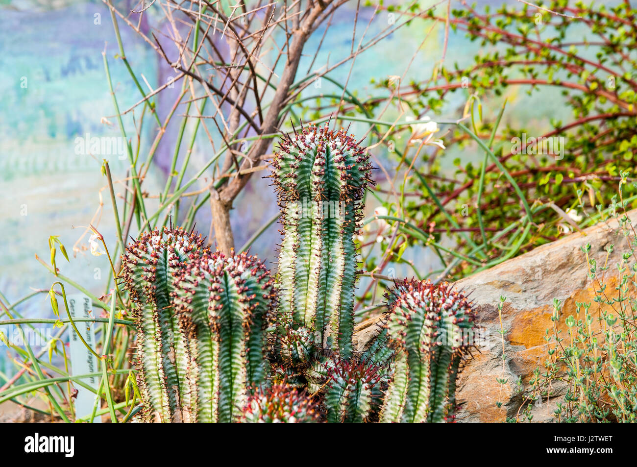 Euphorbia Horrida African Milk Barrel Is A Species Of Flowering Plant In The Family Euphorbiaceae Native To South Africa It Is A Cactus Like Shrub Stock Photo Alamy