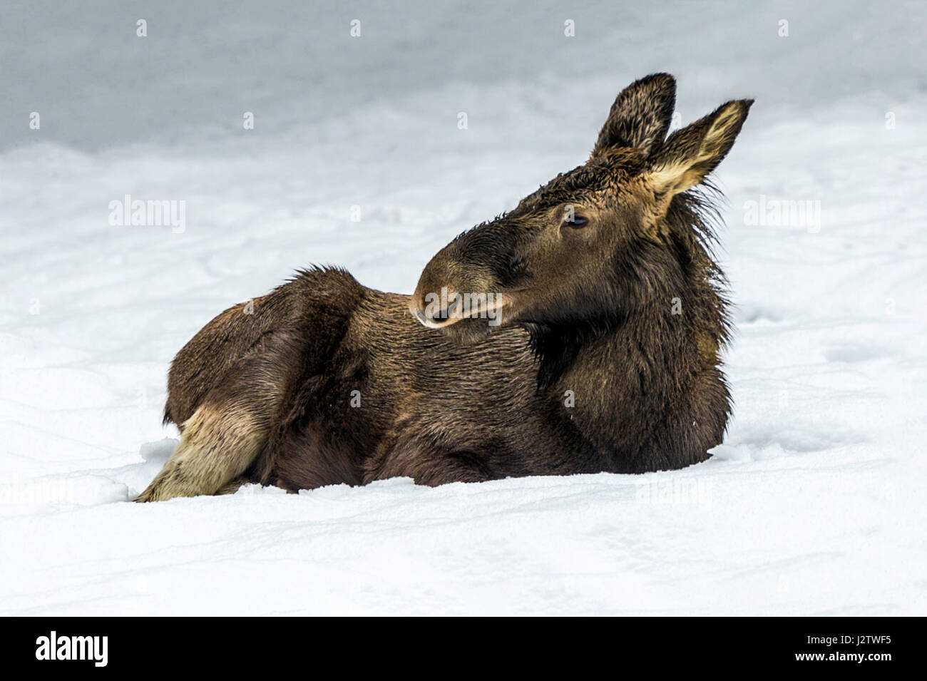 Beautiful juvenile Eurasian Moose / Elk (Alces alces) depicted sitting in a snow drift in mid winter Stock Photo